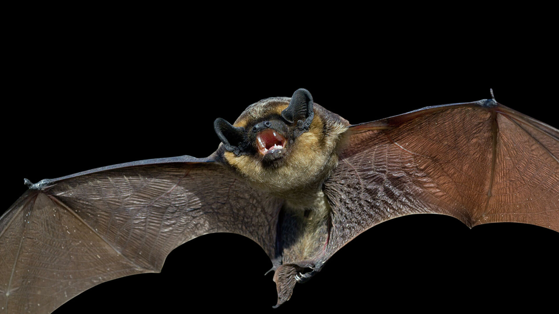 Неожиданные соседи: в Днепре спасатели поймали в квартире почти тысячу летучих мышей (ФОТО)