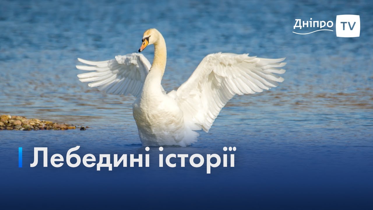 З десяток лебедів у центрі Дніпріа: феномен чи буденність?