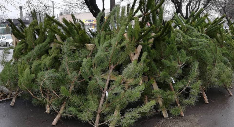 В Днепре рассказали, куда можно сдать елки после праздников