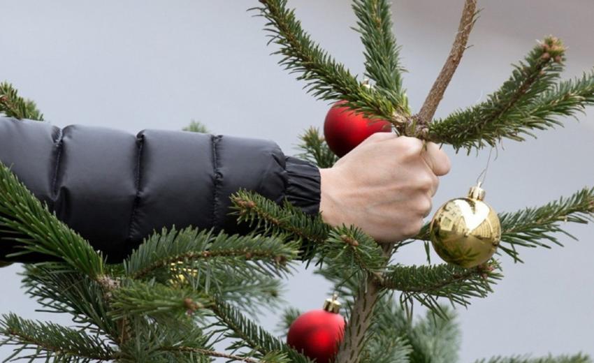 У Дніпрі визначаються з місцями для продажу ялинок. Адреси