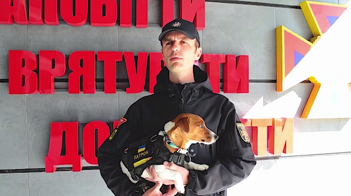 Легендарный пес Патрон признан кинозвездой и получил в Каннах Пальмовый статус