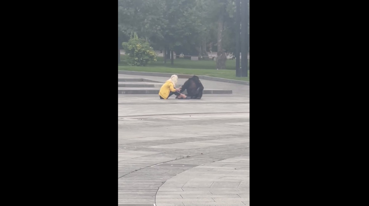 У парку Харкова мавпу, яка втекла з зоопарку, вмовляли повернутися. Відео