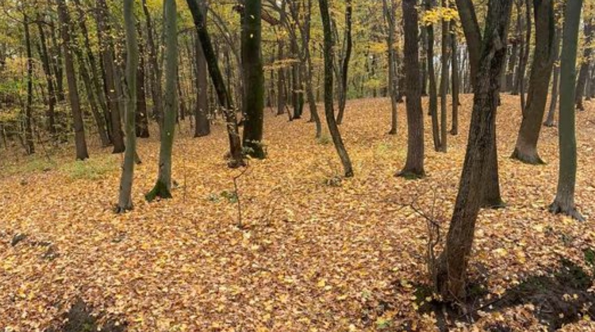 Найближчій найтепліший день у Дніпрі та коли дощів побільшає. Прогноз синоптика