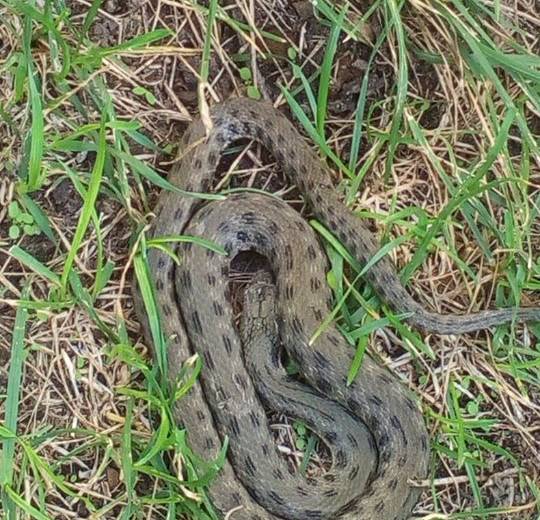 В Днепре обнаружили гадюк