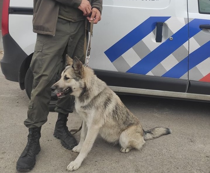 В Днепре на девушку напали и отобрали собаку