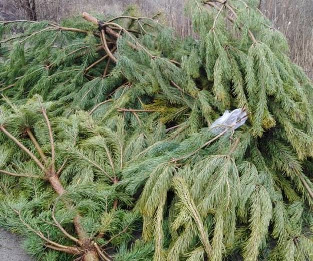 В Днепре люди жалуются на горы выброшенных елок