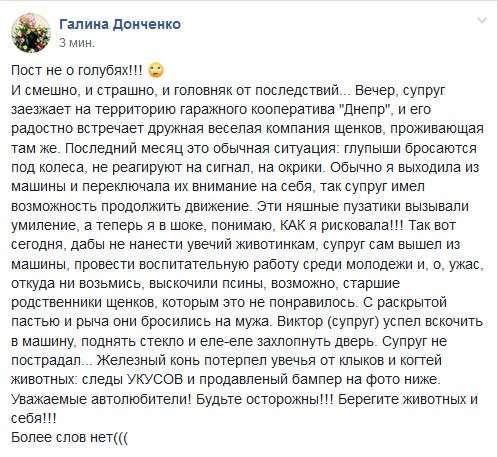 Собака, защищая щенков, повредила авто