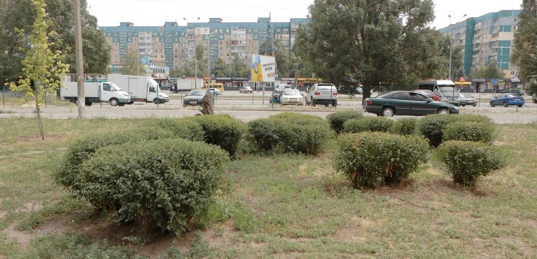 Бюджет участия в действии: в Днепре презентовали проект «Зеленая аллея» (фото)