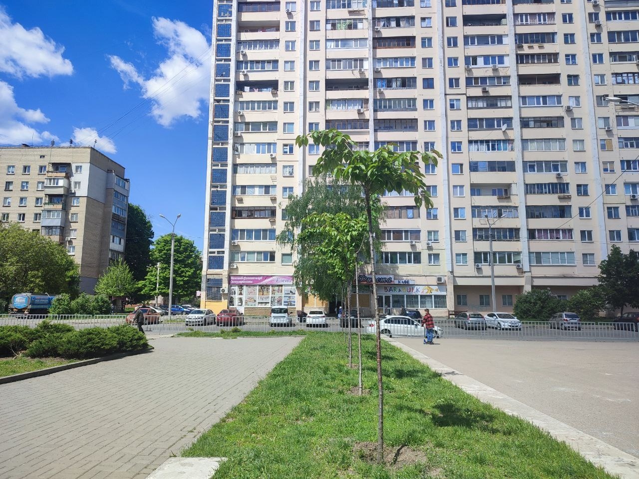 #Дніпро_Квітучий: алея сакур, висаджена торік у сквері Янгеля, добре прижилася (фото)