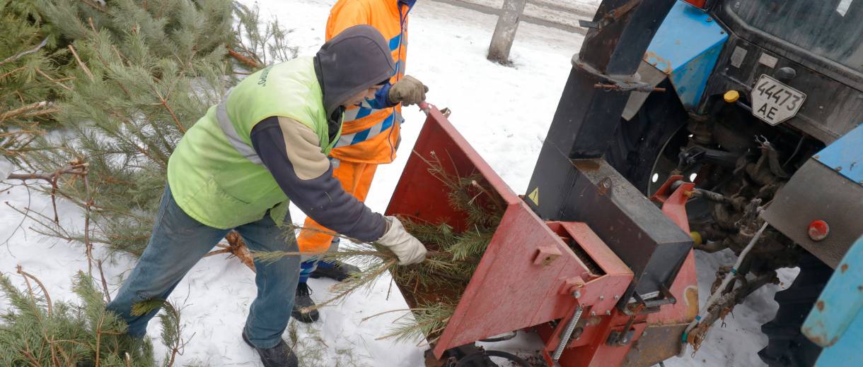 В Днепре новогодние елки перерабатывают на брикеты для отопления: фото