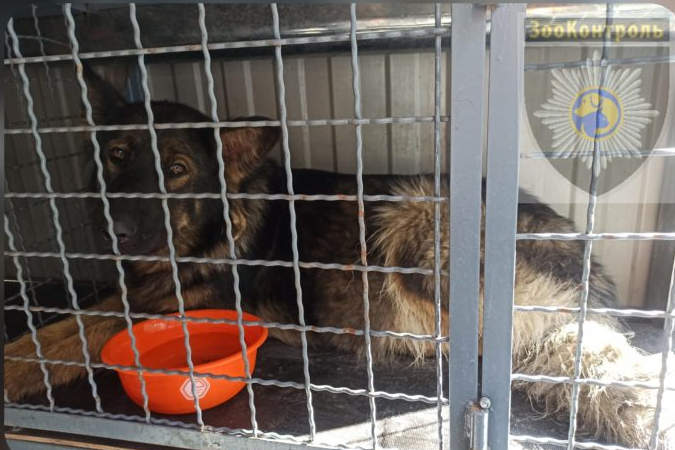 Под Днепром поймали агрессивную овчарку, которая будоражила весь город (ФОТО)