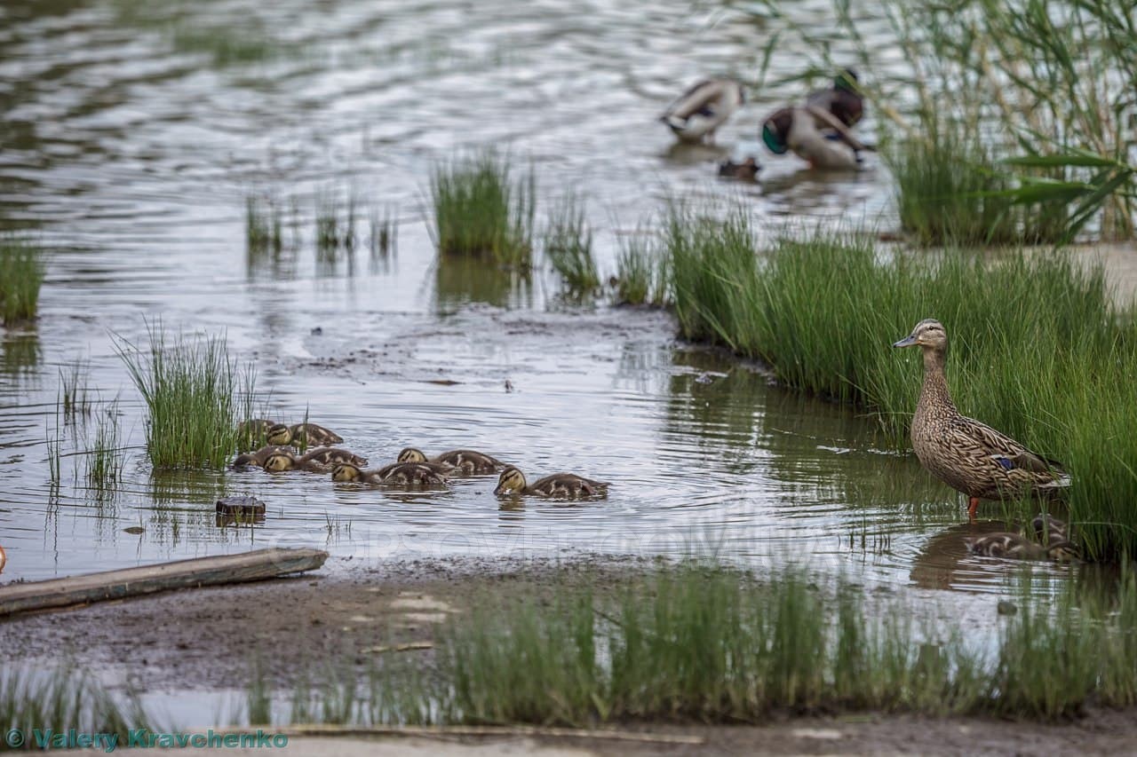 Какие они милые: на карьере в Днепре поселилась утка с утятами (ФОТО)