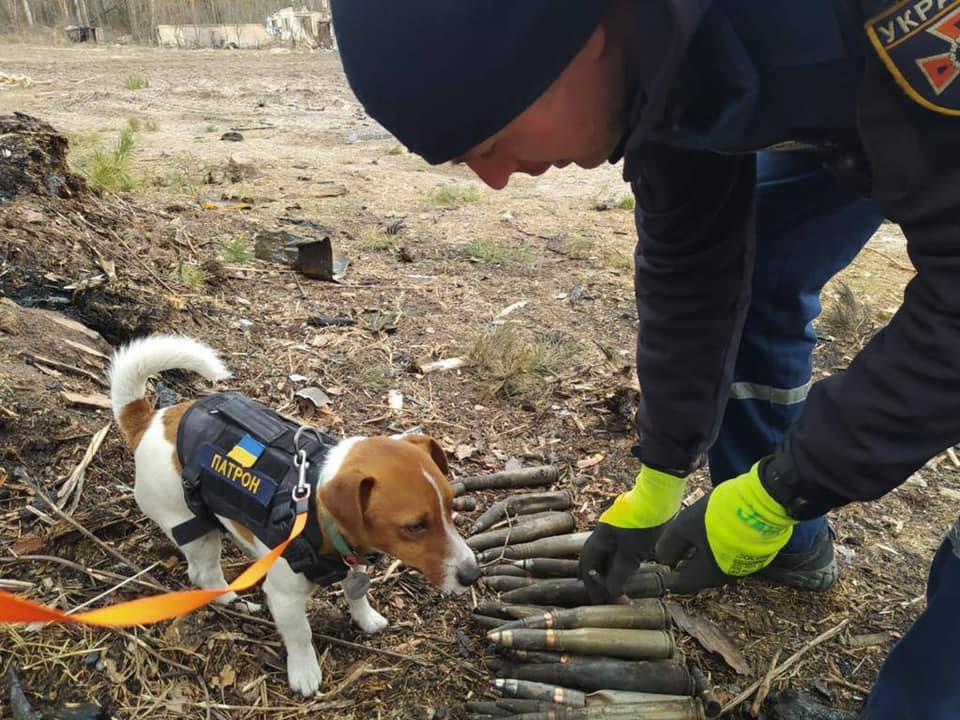Полюбляє сир та знаходить вибухівку: Пес Патрон знешкоджує ворожі цілі (фото)