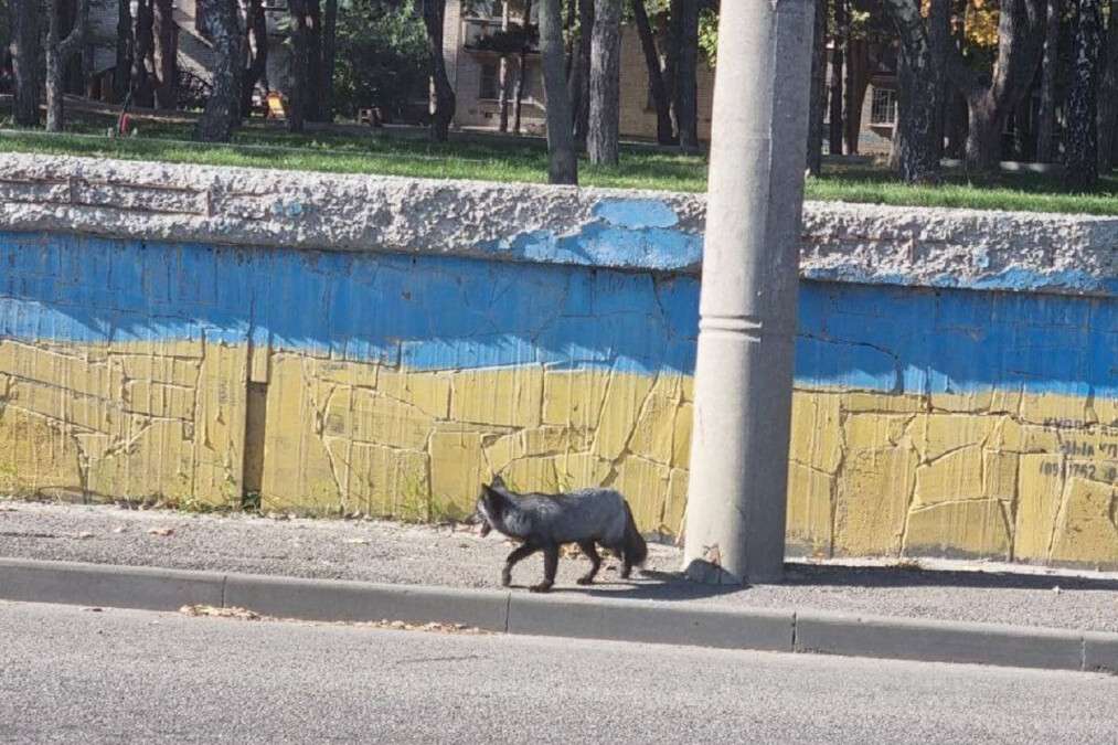 У Дніпрі на проспекті Хмельницького лисиця кинулася під машину
