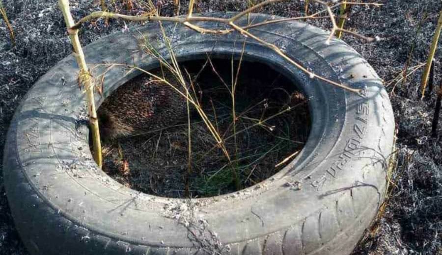В Днепропетровской области пожарные спасли из огня ежика (ФОТО)