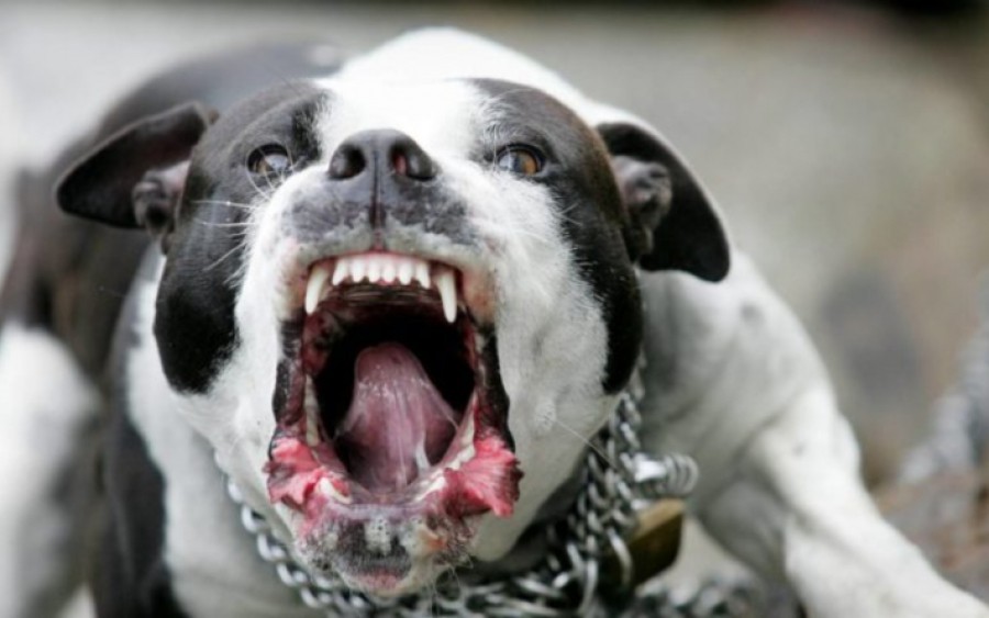 Прохожие оттягивали питбуля и били палками: в Днепре собака покусала женщину и ее пуделя