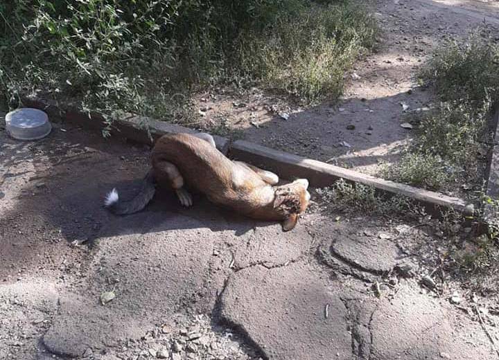 Собака, которую переехал водитель маршрутки, нуждается в лечении