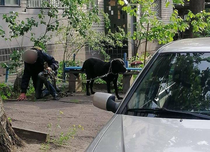 У Дніпрі пес напав на 7-річного хлопчика: постраждалу дитину шпиталізували