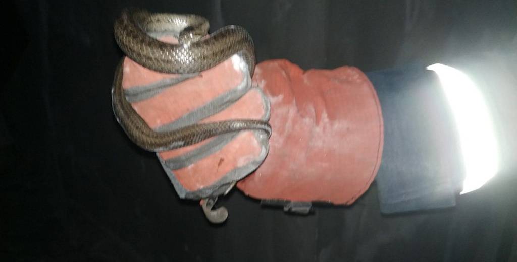 В Днепре женщина в своей квартире обнаружила змею