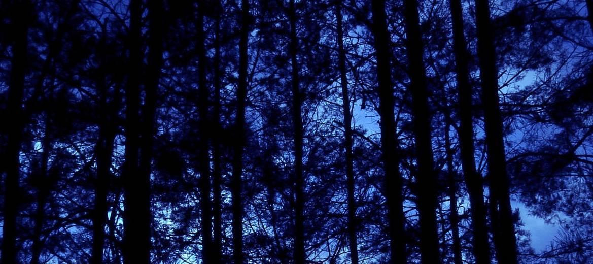 Женщина потерялась ночью в лесу с младенцем