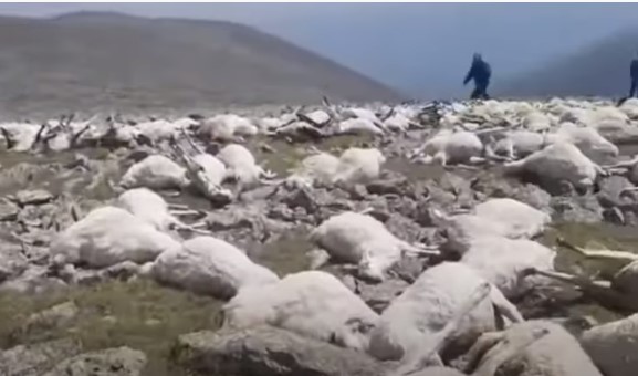 В Грузии молнией убило 530 овец (ВИДЕО)