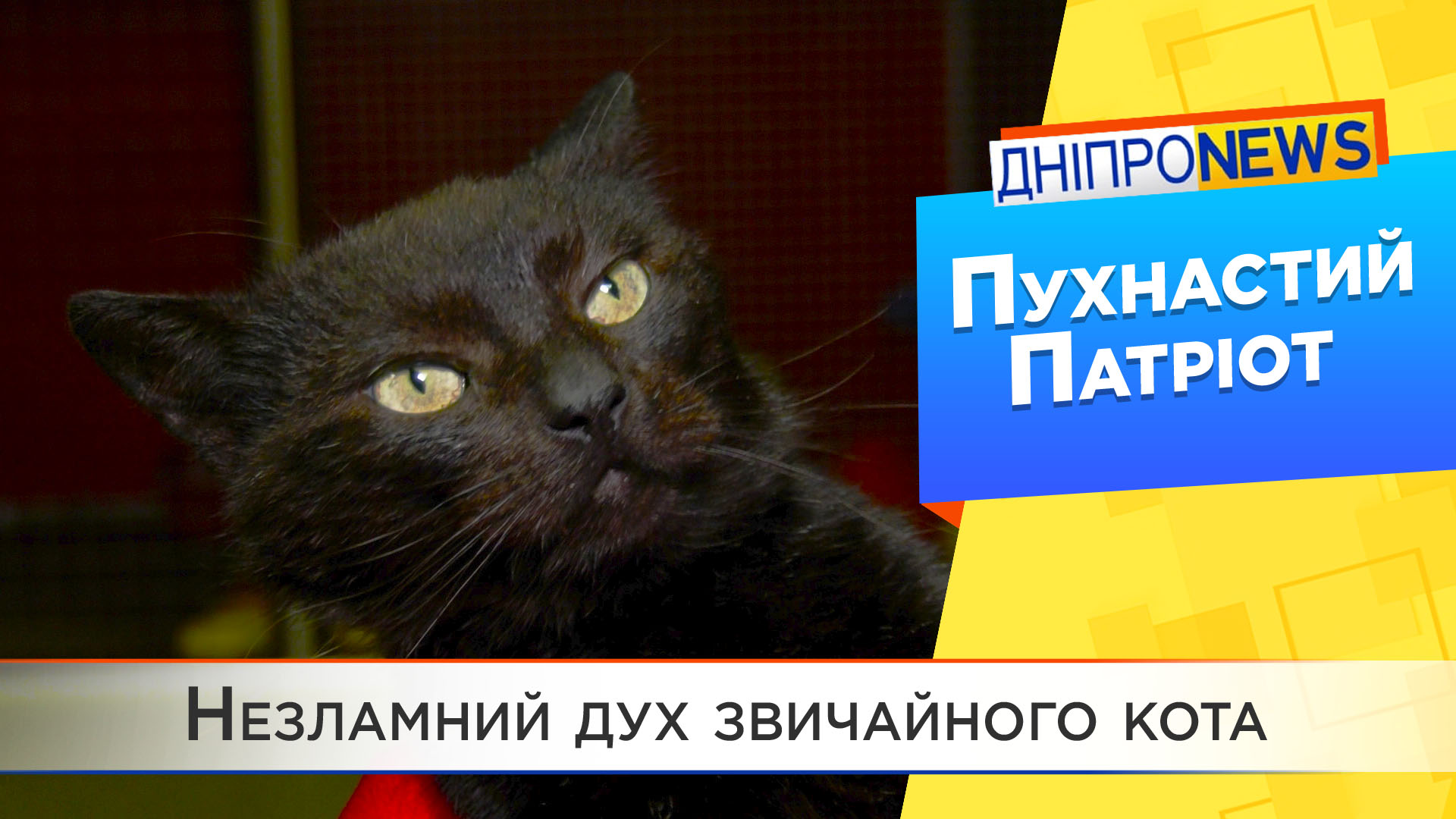 Незламний дух звичайного кота: історія пухнастого Патріота родом з Торецька