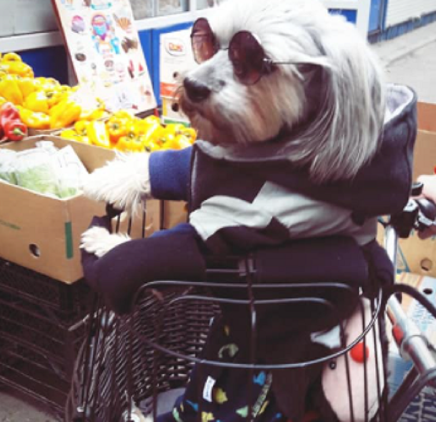 В Днепре заметили собаку в очках на велосипеде (ФОТО)