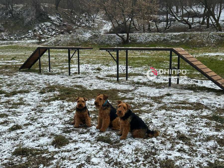 У Дніпрі у парку Зелений Гай з’явився майданчик для тренування собак