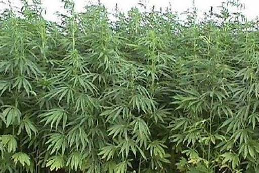 Сотни кустов конопли, капельный полив и маскировка — на Днепропетровщине обнаружили наркоплантацию