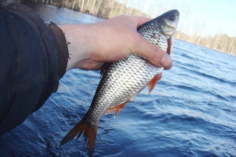 На Днепропетровщине задержали 748 браконьеров