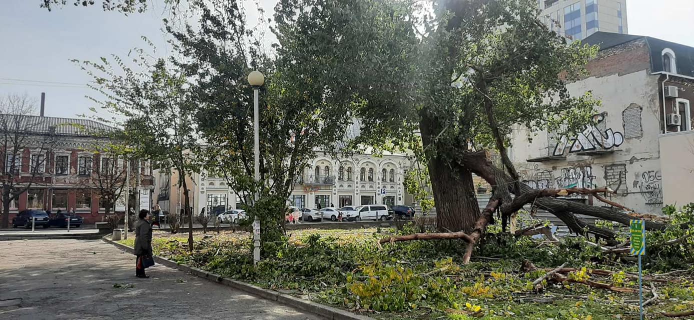 В Днепре объяснили падение тополя в парке Глобы (ФОТО)