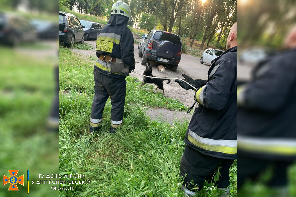 В Днепре на рассвете спасали собаку