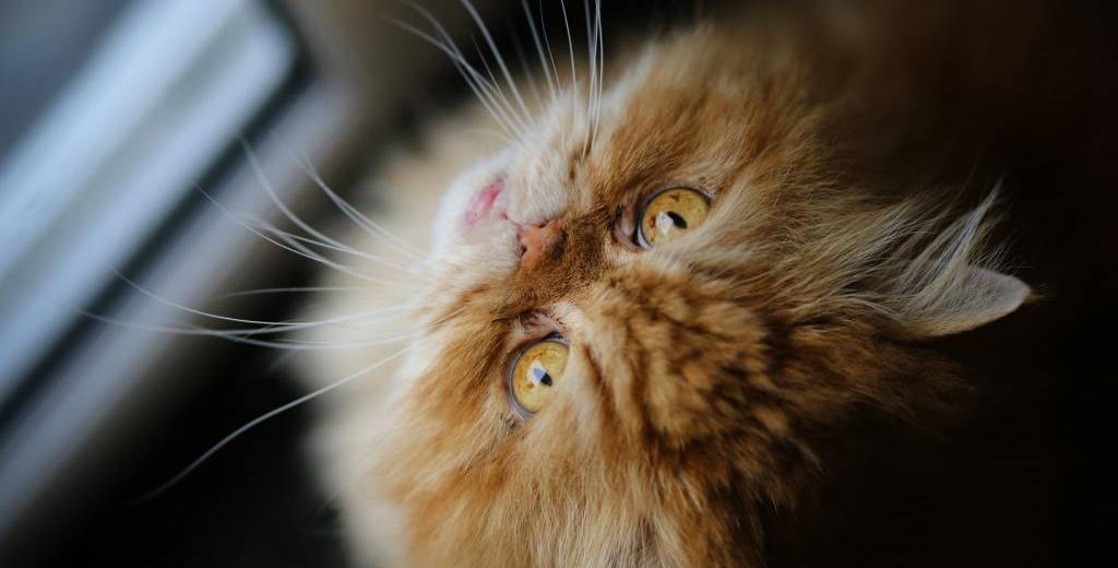 Коты днепровского горсовета захватывают интернет: видео