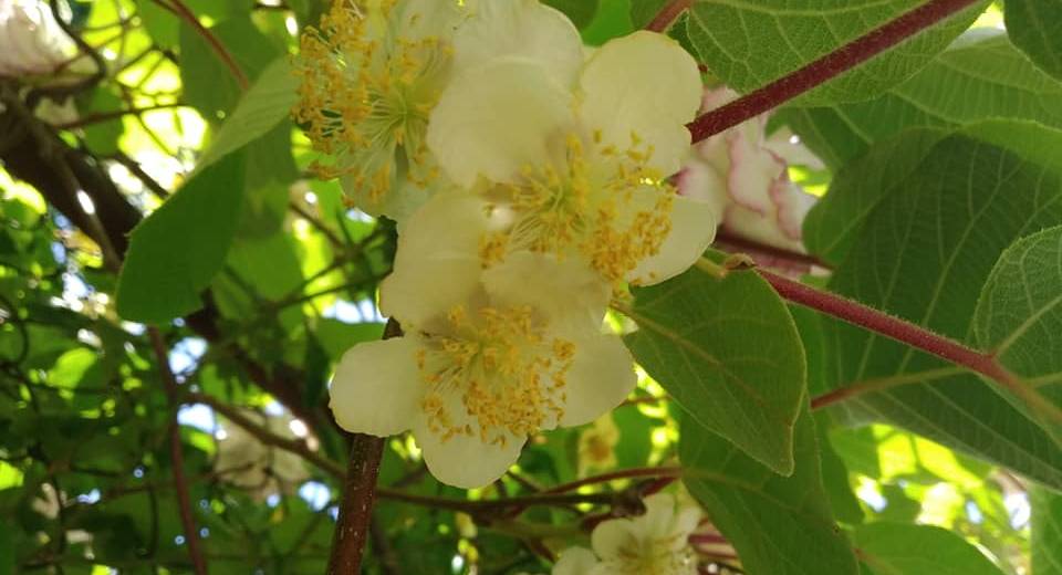 Директор ботсада в Днепре показал фото дерева, которое впервые цветет в нашем городе