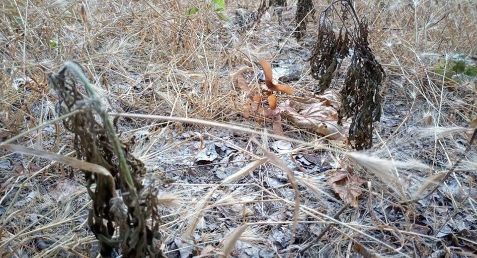 В Днепре на жилмассиве Парус местные жители вытравили амброзию