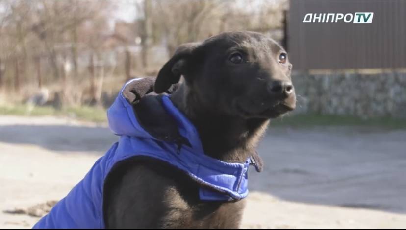 Дніпряни покинули цуценя, бо бояться коронавірусу (ВІДЕО)