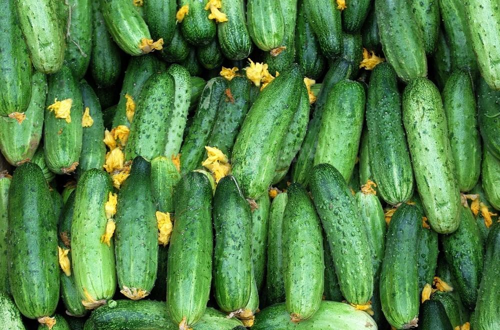 Не согласились купить даже по 1 грн за кг: фермеры выбрасывают урожай огурцов тоннами (ВИДЕО)
