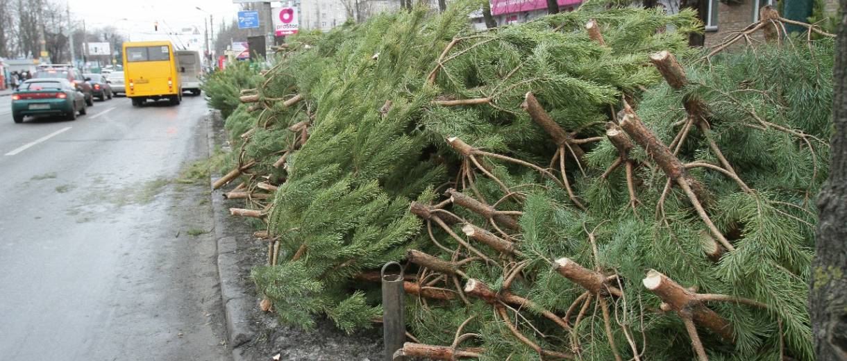 В Днепре обнаружили незаконную торговлю елками