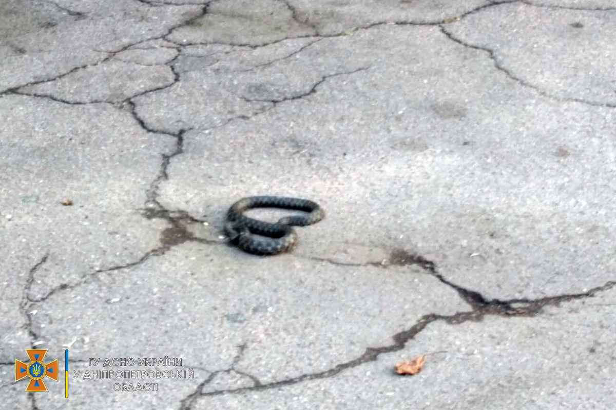 Под Днепром метровая змея заползла во двор многоэтажки и перепугала весь район (ФОТО)