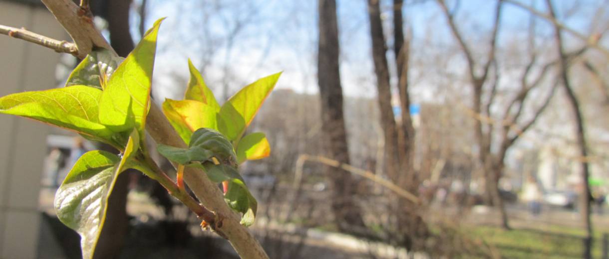 Какая погода ждет жителей Днепропетровщины в марте: предварительный прогноз