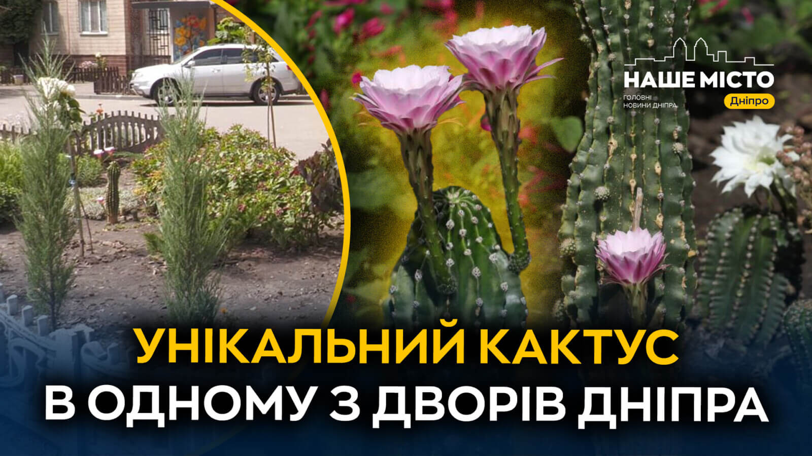 Від смітника до символу двору: історія ожилих кактусів у Дніпрі