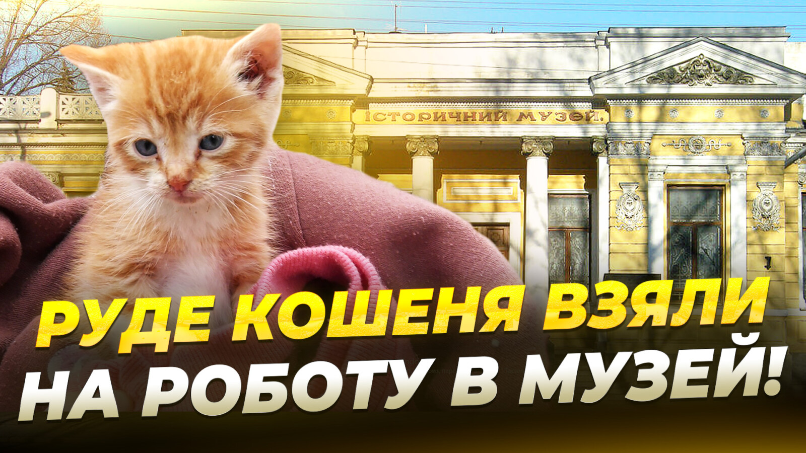 У Дніпровському музеї поселився молодий черговий – руде кошеня
