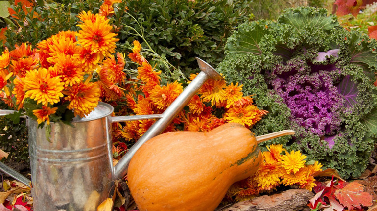 Посів у листопаді: рекомендації місячного календаря