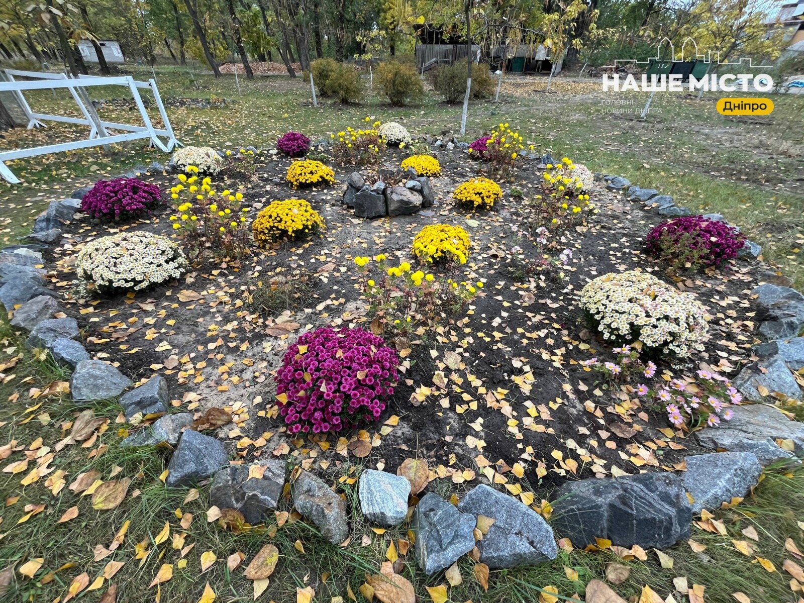 У парку Сагайдак з’явилося лавандове поле