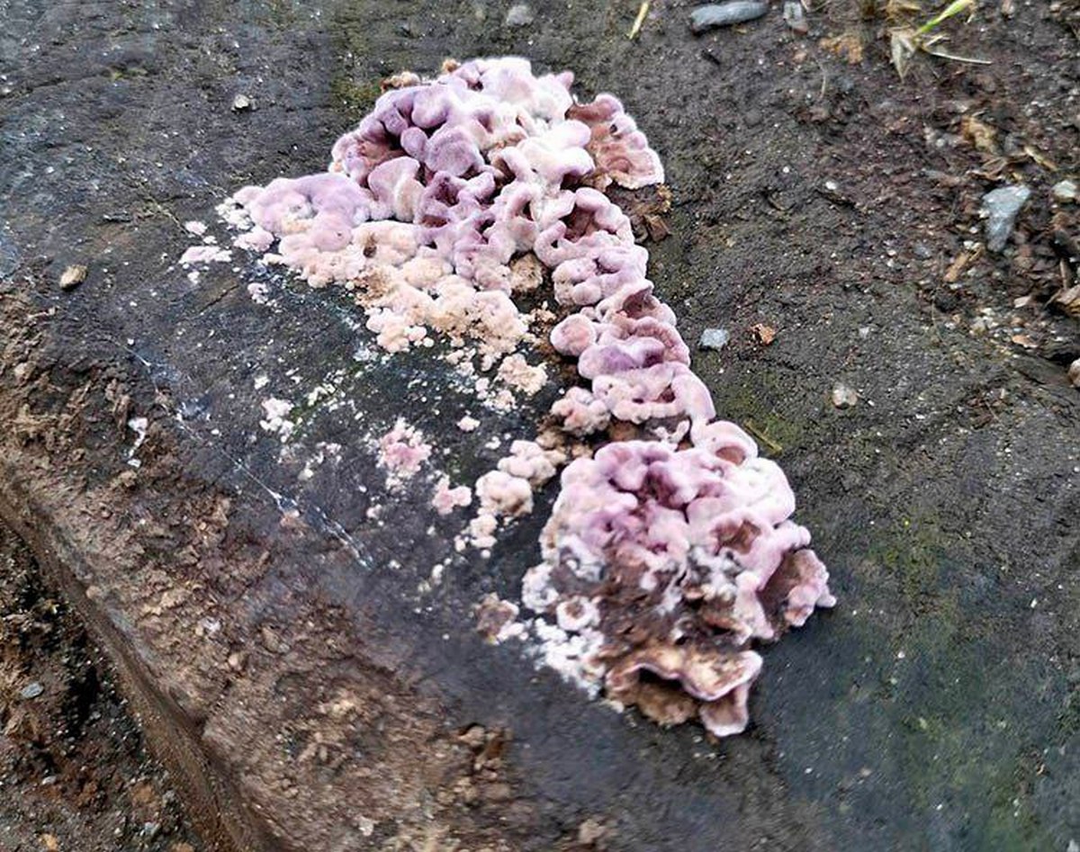 У Дніпропетровщині зафіксували поширення небезпечного грибка