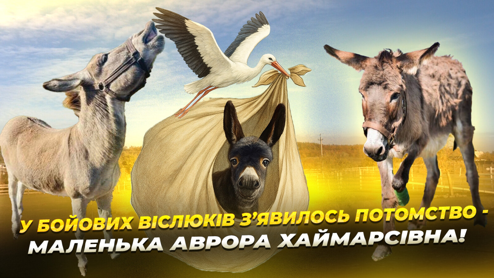 У віслюків з Донеччини народилося дитинча на новому місці