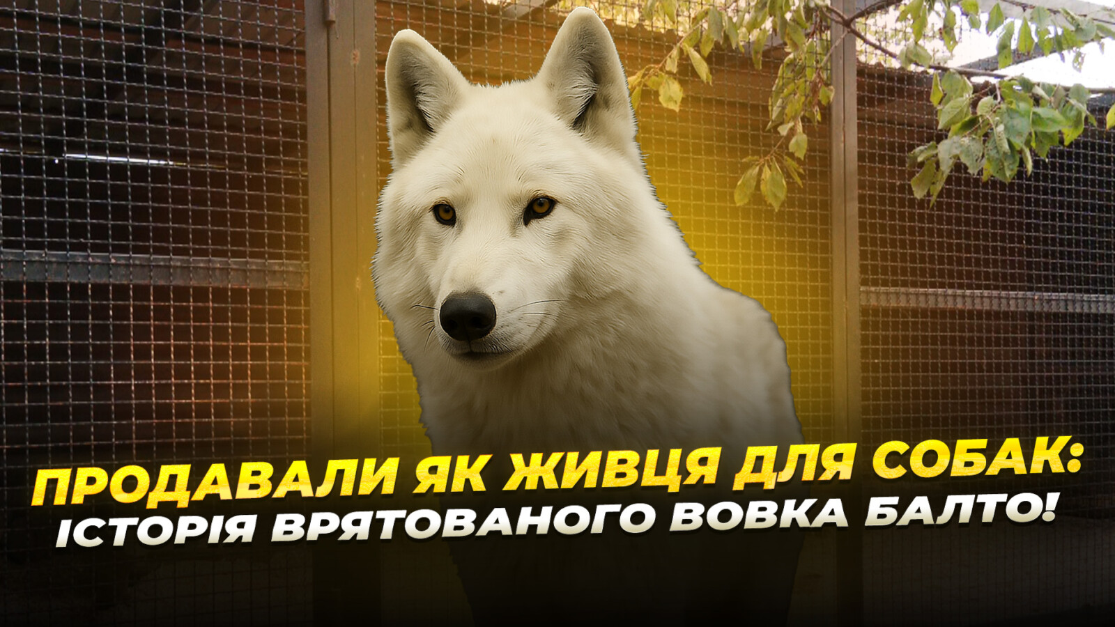 Балто з Волновахи: історія порятунку білого вовка
