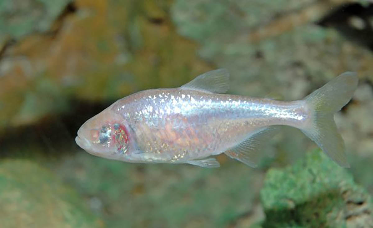 У Дніпровському «Акваріумі» знову можна побачити унікальних сліпих рибок