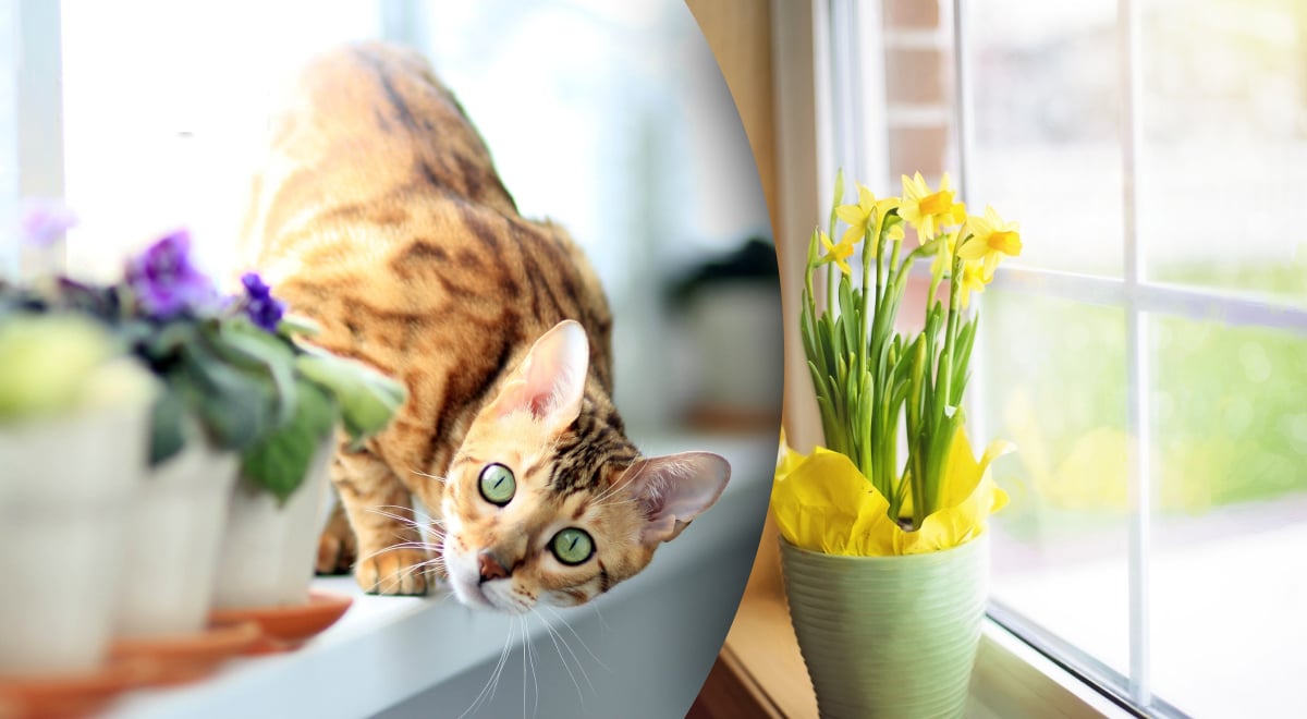 Що видалити з підвіконня для покращення добробуту