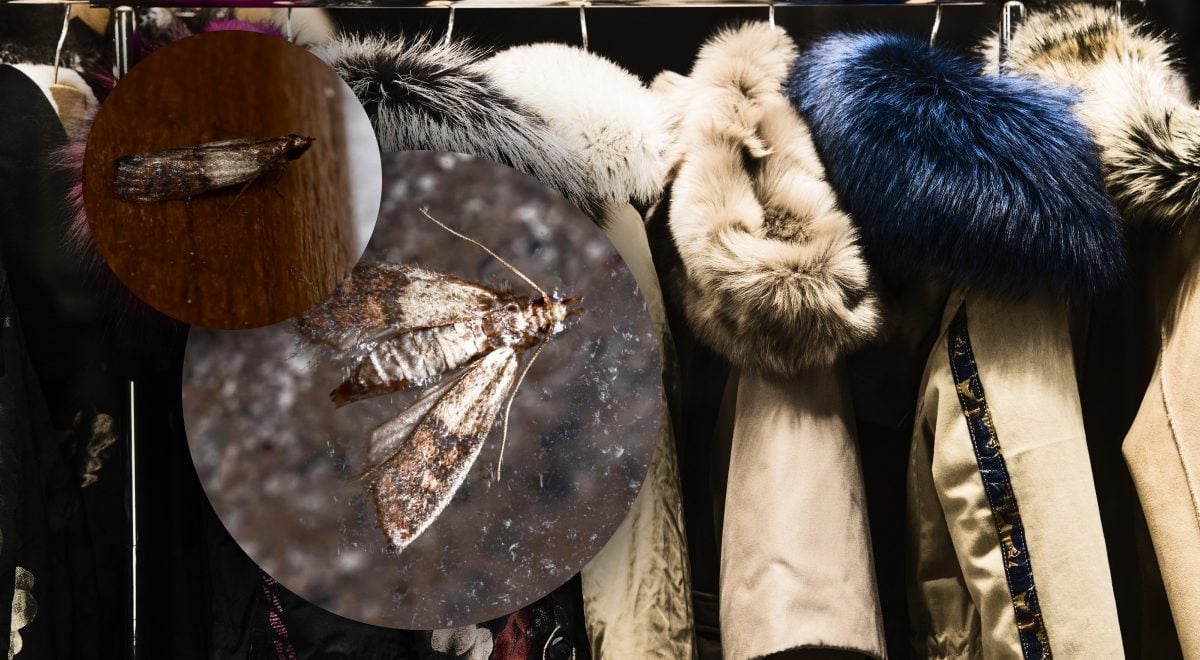 Ефективні способи захисту одягу від молі